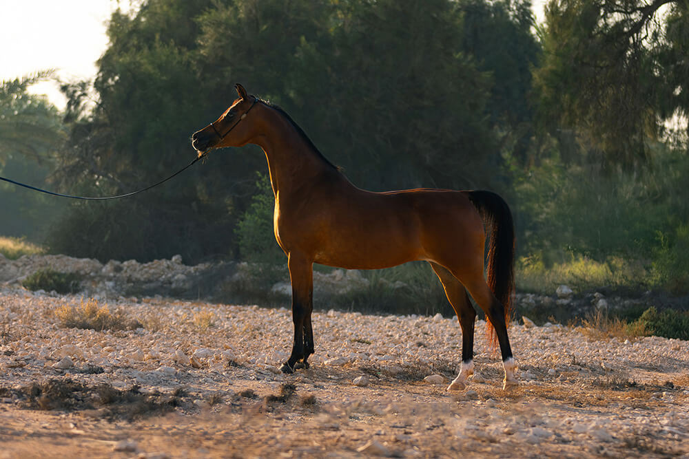 Jersey Aljassimya